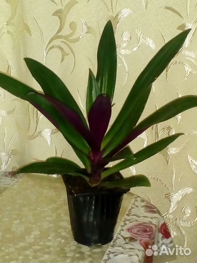 Комнатные растения цветы