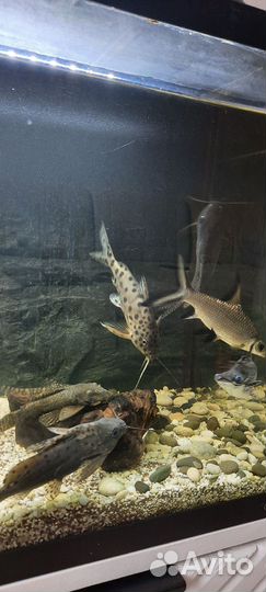 Аквариум с рыбками