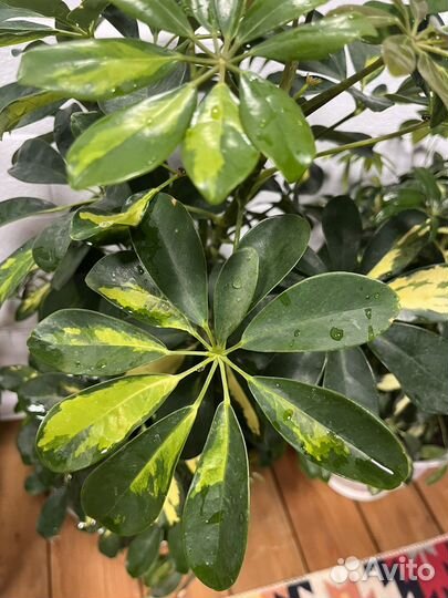 Комнатные цветы шефлера