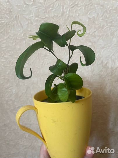 Фикус кучерявый