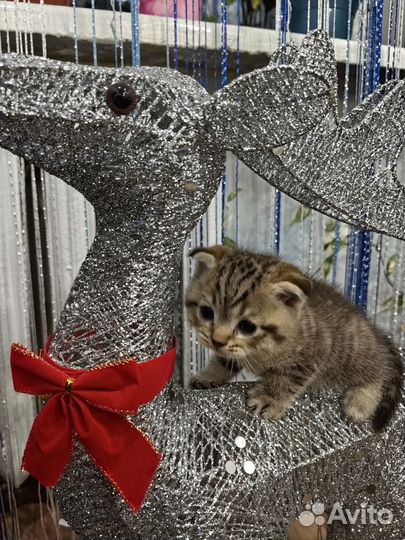 Шотландские котята