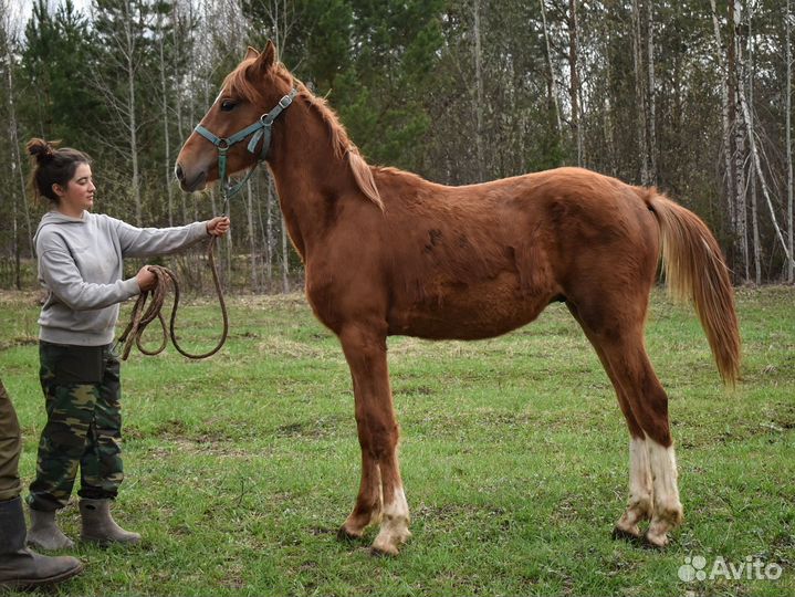 Жеребчик 2023 г.р. Орловский рысак
