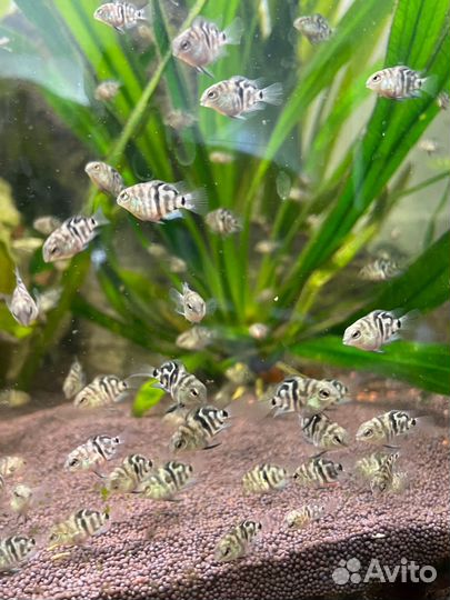 Рыбка сапфировый попугай