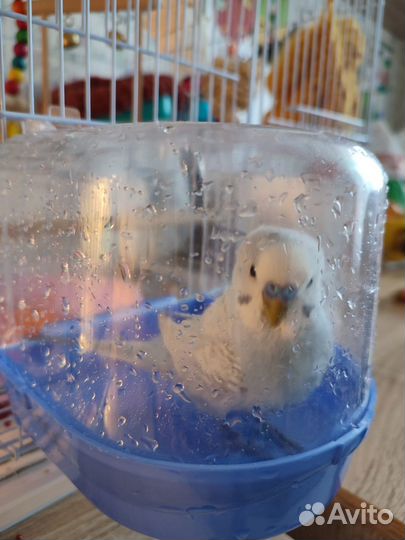 Волнистый попугай