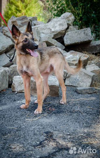 Собачка из черного приюта