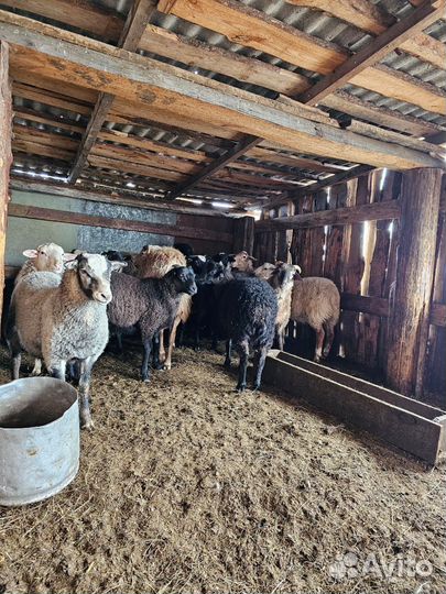 Овцы бараны