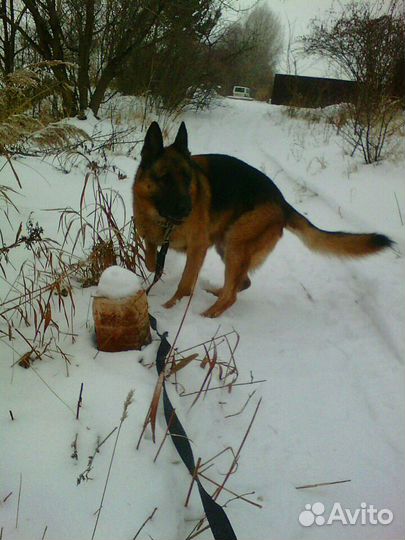 Передержка собак и кошек