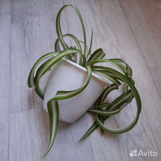 Хлорофитум кудрявый бонни