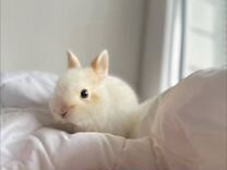 Кролик мини карликовый породистый декоративный
