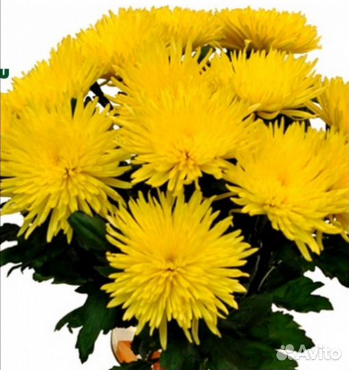 Хризантема корейская