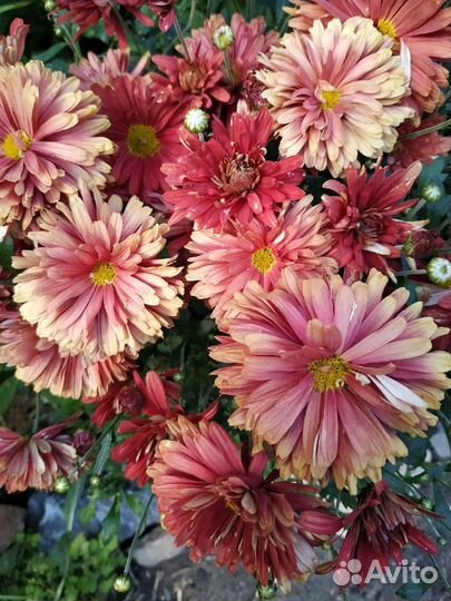 Многолетние цветы