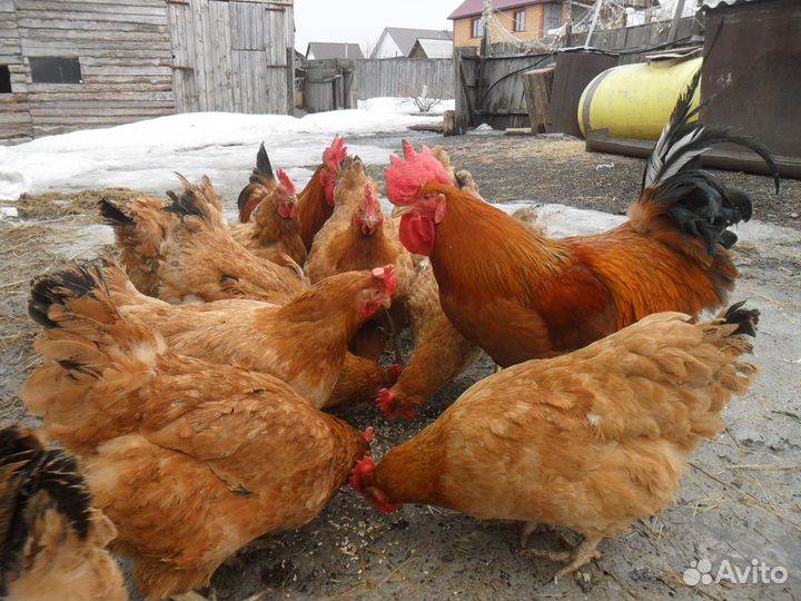 Инкубационное яйцо