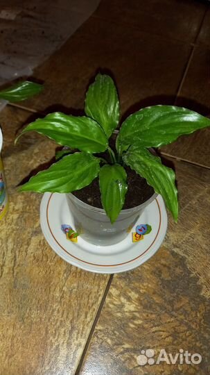 Спатифиллум малыши