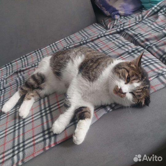 Кот в дар