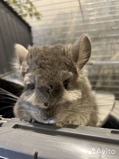 Шиншилла ангора голубая самка