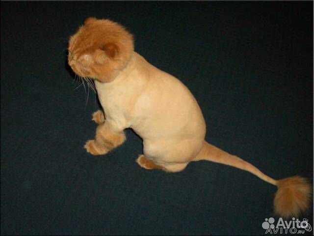 Стрижка собак и кошек