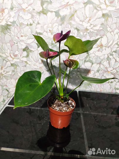 Антуриум пурпл харт
