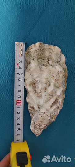 Раковины устриц