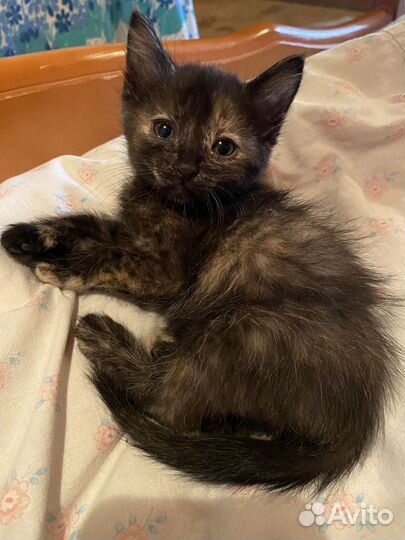 Черный котенок