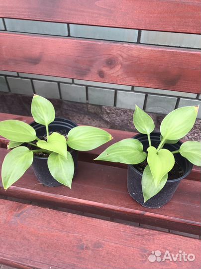 Хоста растение