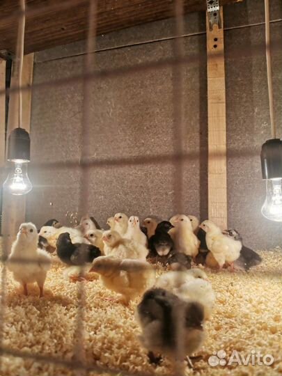 Цыплята разных пород