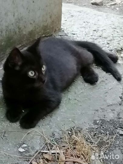 Котята в добрые руки от шотландский вислоухой