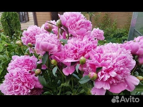 Пион Эдулис Суперба