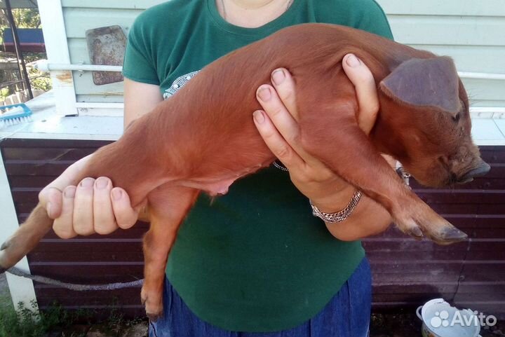 Поросята породы Дюрок