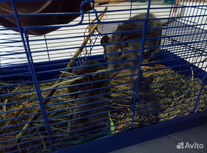 Чилийские белки Дегу