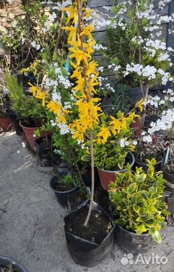 Форзиция, спирея, бересклет и др