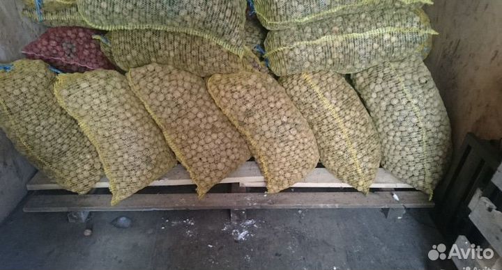 Орех грецкий в скорлупе