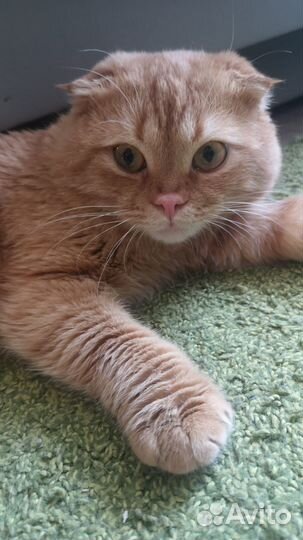 Шотландский кот вязка