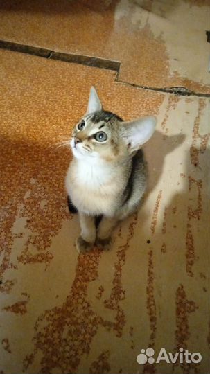 Абиссинские котята