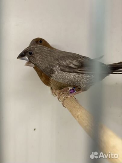 Японские амадины