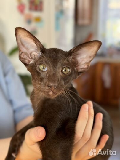 Ориентальная