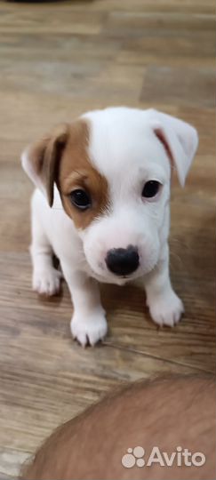 Джек Рассел терьер