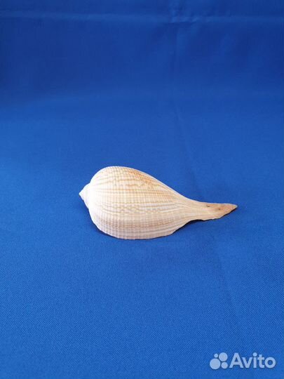 Морские ракушки Мурекс, Murex indivia - 87мм