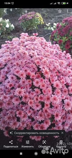 Хризантема мультифлора шар