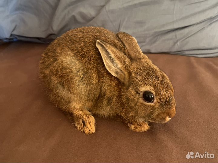 Цветной карлик