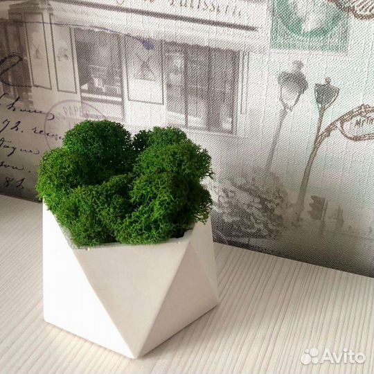 Стабилизированный мох в кашпо