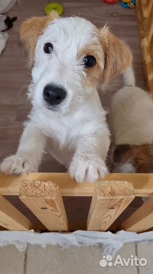 Щенки джек Рассел терьер