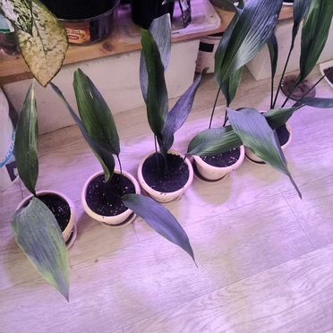 Аспидистра