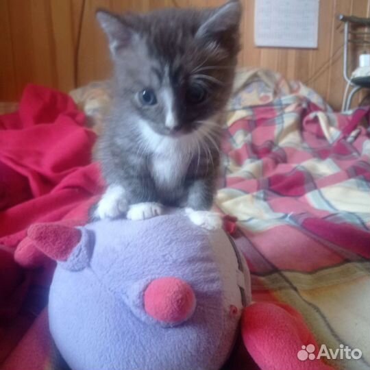 Котята