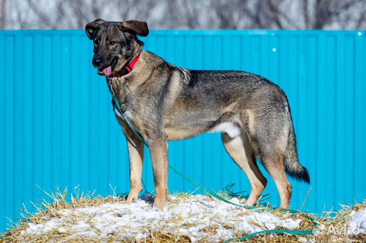 Собака Оливер