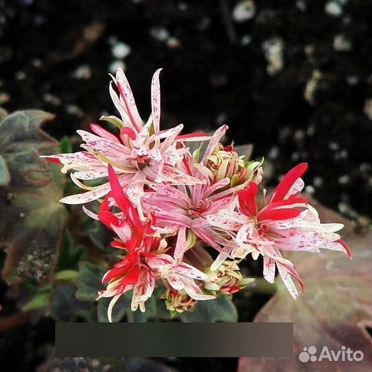 Пеларгонии сортовые