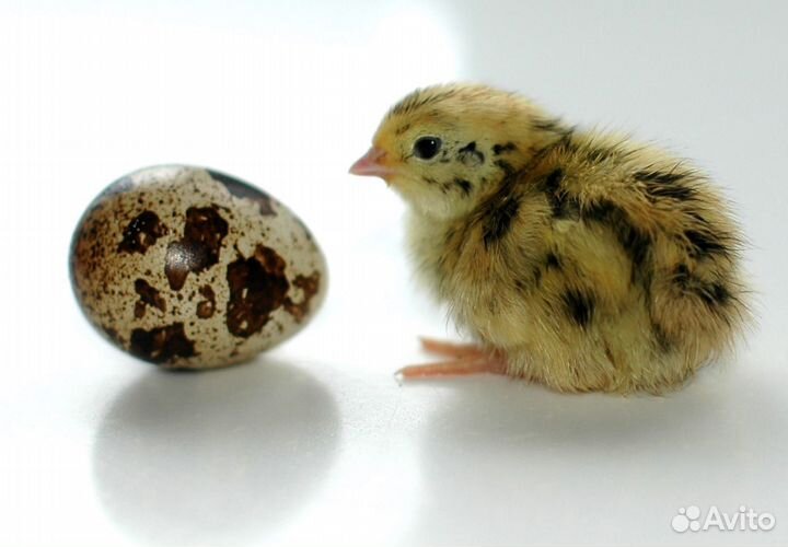 Перепелки суточные