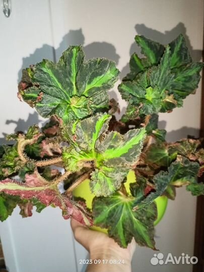 Взрослая бегония Deana