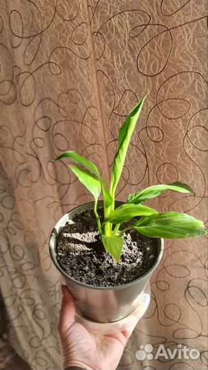 Спатифиллум