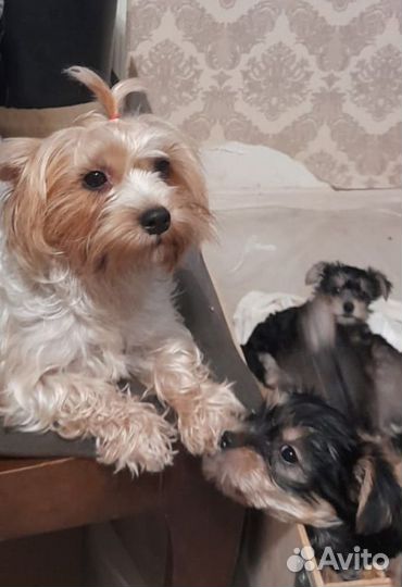 Йоркширский терьер девочка