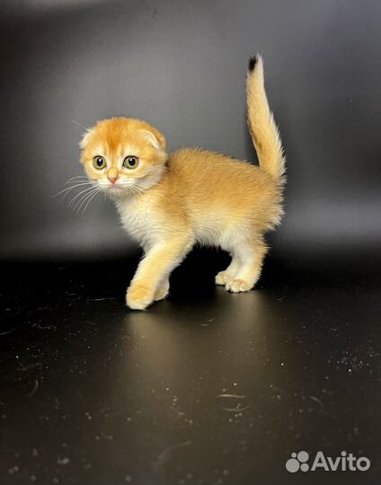 Золотая шиншилла